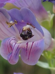 Hylaeus leptocephalus