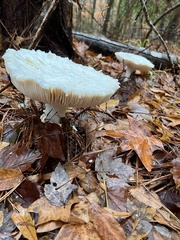Amanita polypyramis