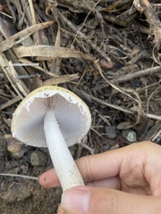 Stropharia ambigua