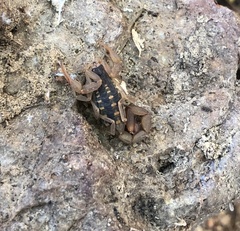 Centruroides baldazoi