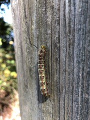 Anisota virginiensis