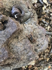 Centruroides baldazoi