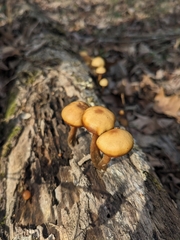 Galerina marginata