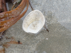 Venerupis largillierti