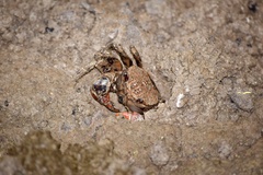Neosarmatium smithi