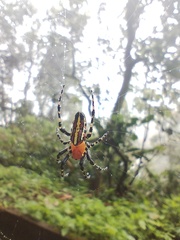Alpaida grayi