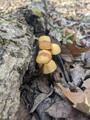 Galerina marginata