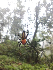 Alpaida grayi