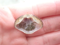 Metacarcinus novaezelandiae