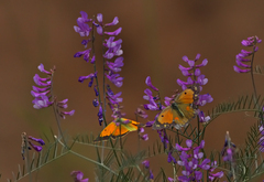 Colias aurorina