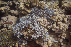Acropora hemprichii