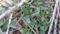 Dolichos hastiformis