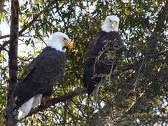 Haliaeetus leucocephalus