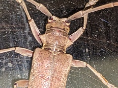 Acalolepta