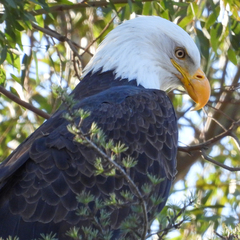 Haliaeetus leucocephalus