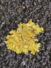 Xanthoria parietina