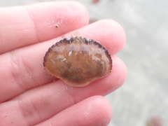 Metacarcinus novaezelandiae