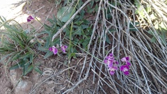 Dolichos hastiformis