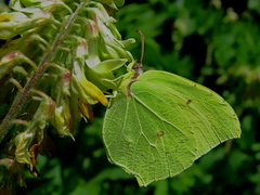 Gonepteryx farinosa