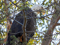 Haliaeetus leucocephalus