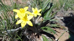 Hypoxis stellipilis