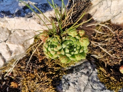 Sempervivum globiferum