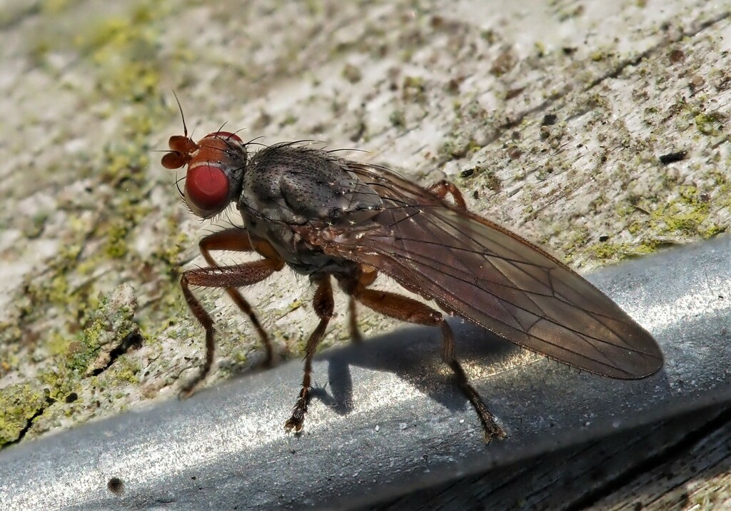 Neoleria propinqua
