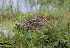 Gallinago magellanica