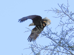 Haliaeetus leucocephalus