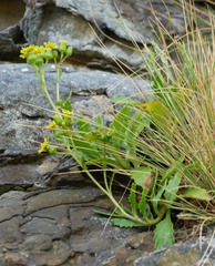 Senecio carnosulus