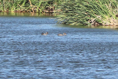 Anas undulata undulata