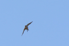 Cecropis cucullata