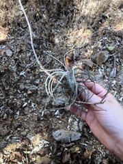 Tillandsia exserta