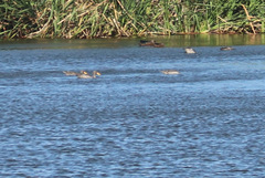 Anas undulata undulata