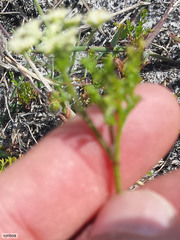 Dasispermum