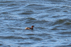 Tachybaptus ruficollis capensis