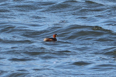 Tachybaptus ruficollis capensis