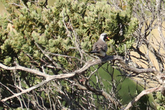 Oena capensis capensis