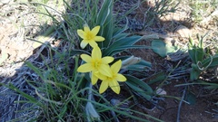 Hypoxis stellipilis