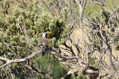 Oena capensis capensis