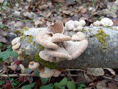 Schizophyllum commune