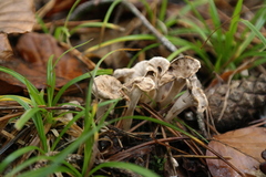 Craterellus undulatus