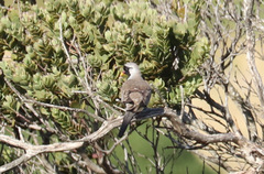 Oena capensis capensis