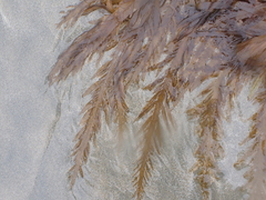 Desmarestia ligulata