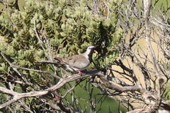 Oena capensis capensis