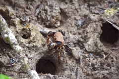 Neosarmatium smithi