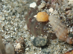 Anthopleura