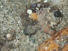 Anthopleura
