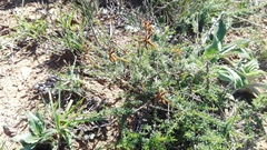 Jamesbrittenia atropurpurea