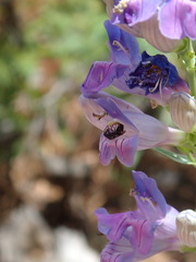 Hylaeus leptocephalus